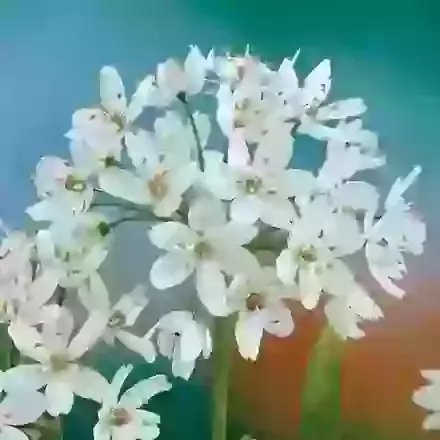 Cowanii